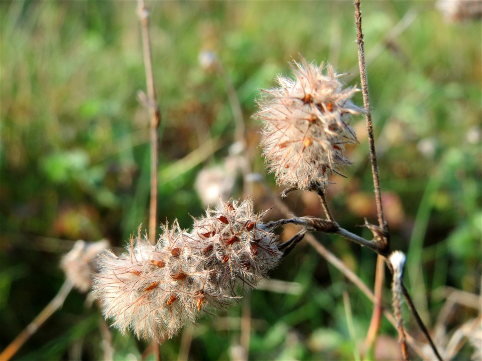 Hasen-Klee (Trifolium arvense) in Oftersheim