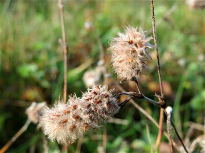 Hasen-Klee (Trifolium arvense) in Oftersheim