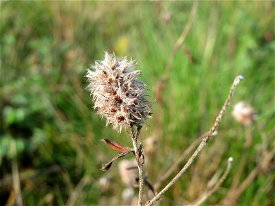 Hasen-Klee (Trifolium arvense) in Oftersheim