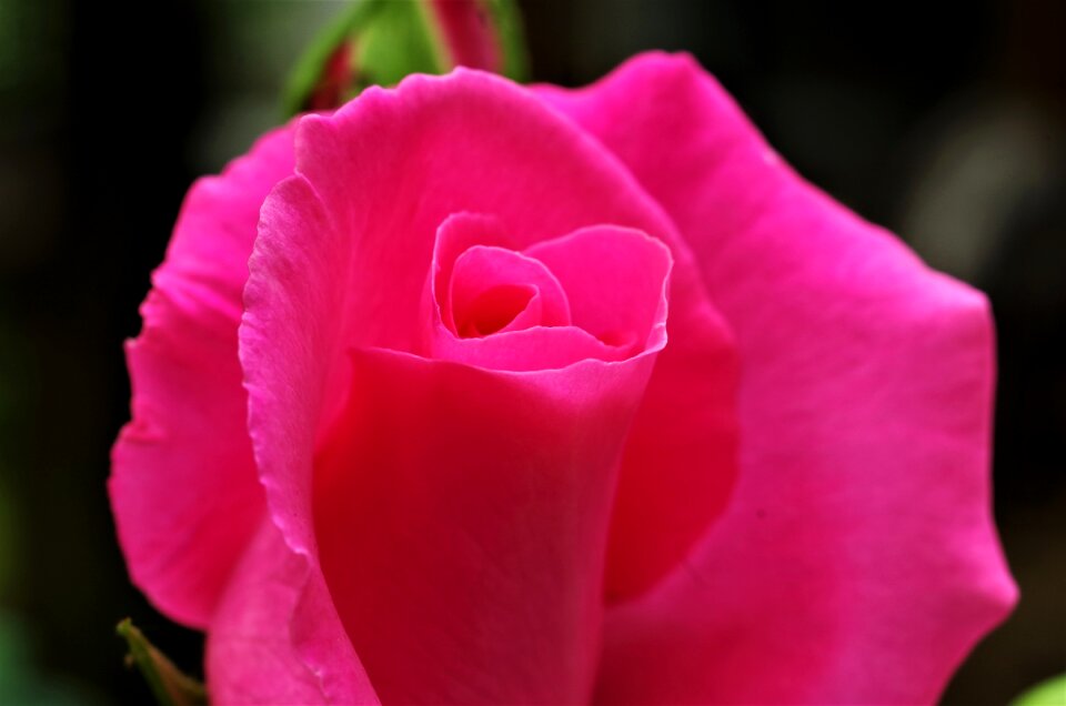 Flower rosa pink rose