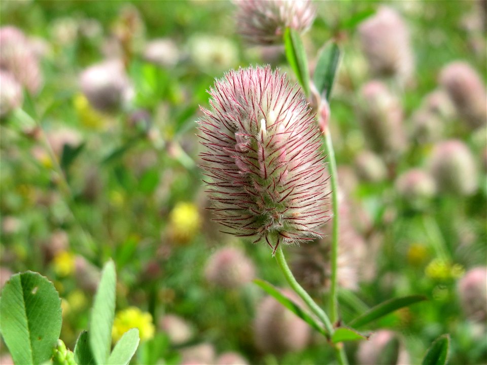 Hasen-Klee (Trifolium arvense) am Osthafen in Saarbrücken