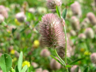 Hasen-Klee (Trifolium arvense) am Osthafen in Saarbrücken