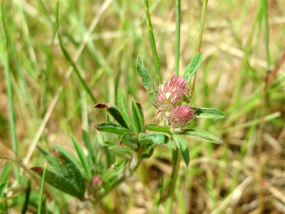 Hasen-Klee (Trifolium arvense) bei Hockenheim