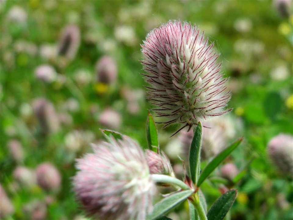 Hasen-Klee (Trifolium arvense) am Osthafen in Saarbrücken
