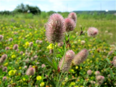 Hasen-Klee (Trifolium arvense) am Osthafen in Saarbrücken