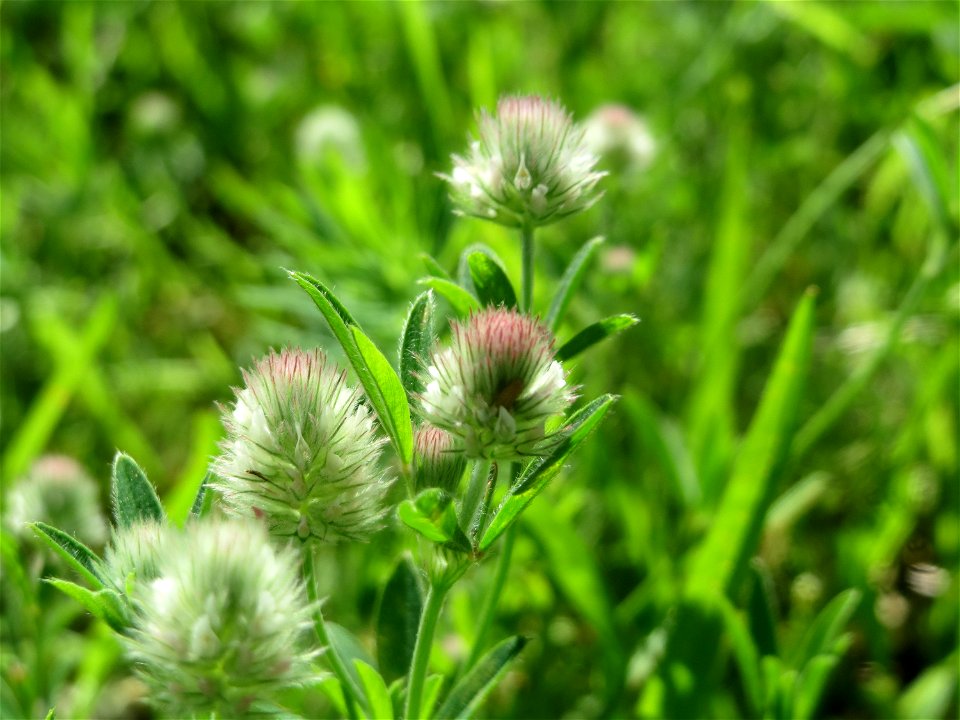 Hasen-Klee (Trifolium arvense) in Hockenheim