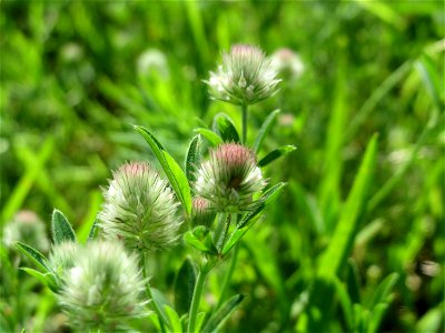 Hasen-Klee (Trifolium arvense) in Hockenheim