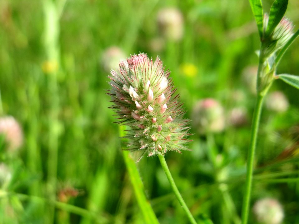 Hasen-Klee (Trifolium arvense) in Hockenheim