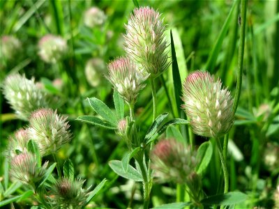 Hasen-Klee (Trifolium arvense) in Hockenheim