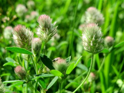 Hasen-Klee (Trifolium arvense) in Hockenheim