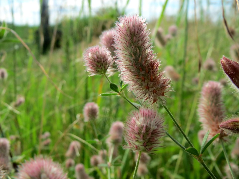 Hasenklee (Trifolium arvense) im Naturschutzgebiet Bachwiesen/Leopoldswiesen im Hockenheimer Rheinbogen