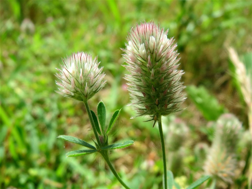 Hasen-Klee (Trifolium arvense) in Hockenheim