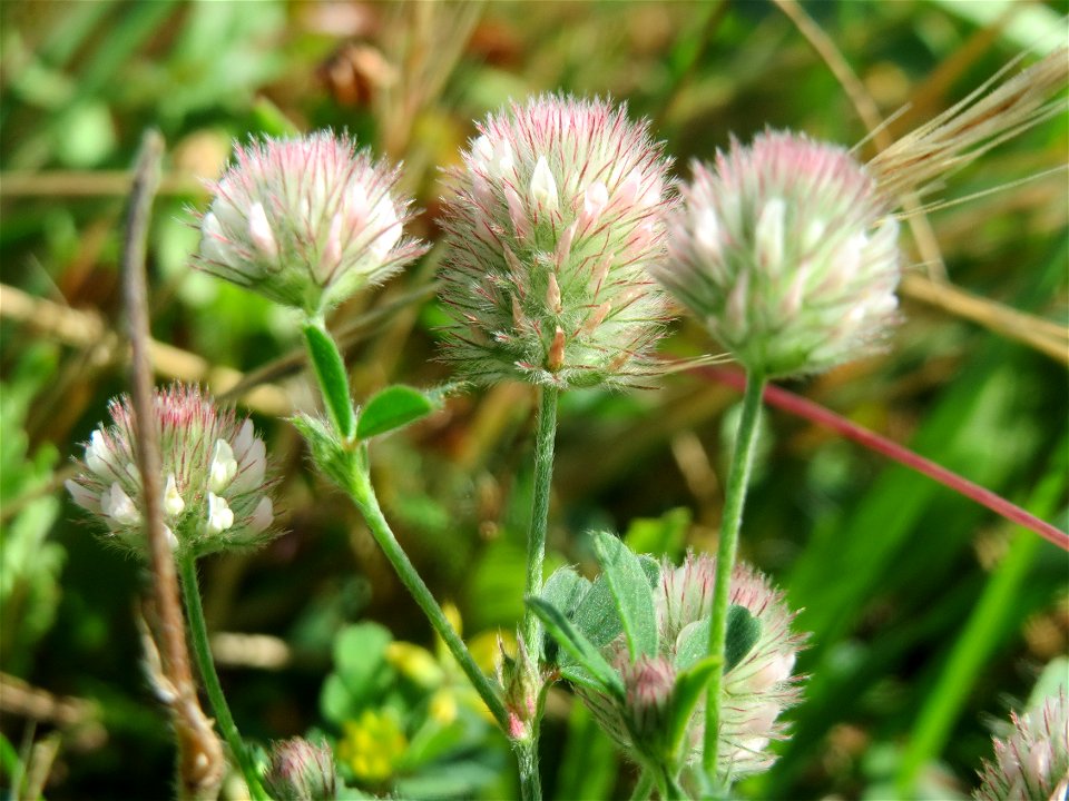 Hasen-Klee (Trifolium arvense) in Hockenheim