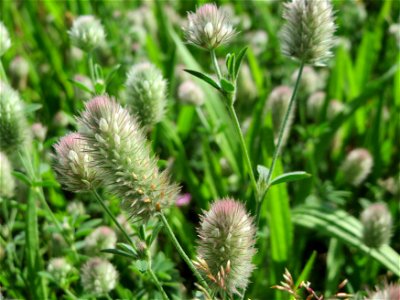 Hasen-Klee (Trifolium arvense) in Hockenheim