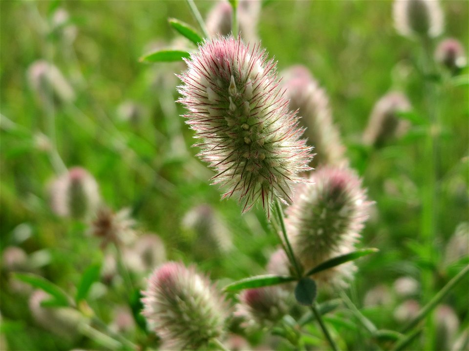 Hasen-Klee (Trifolium arvense) im Landesgartenschaupark Hockenheim