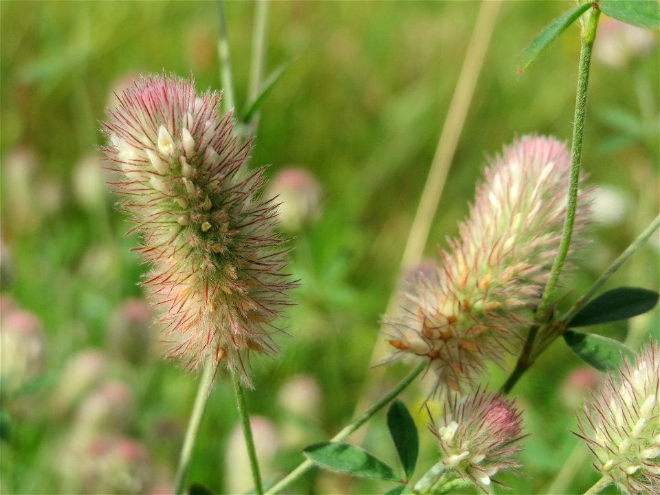 Hasen-Klee (Trifolium arvense) im Landesgartenschaupark Hockenheim