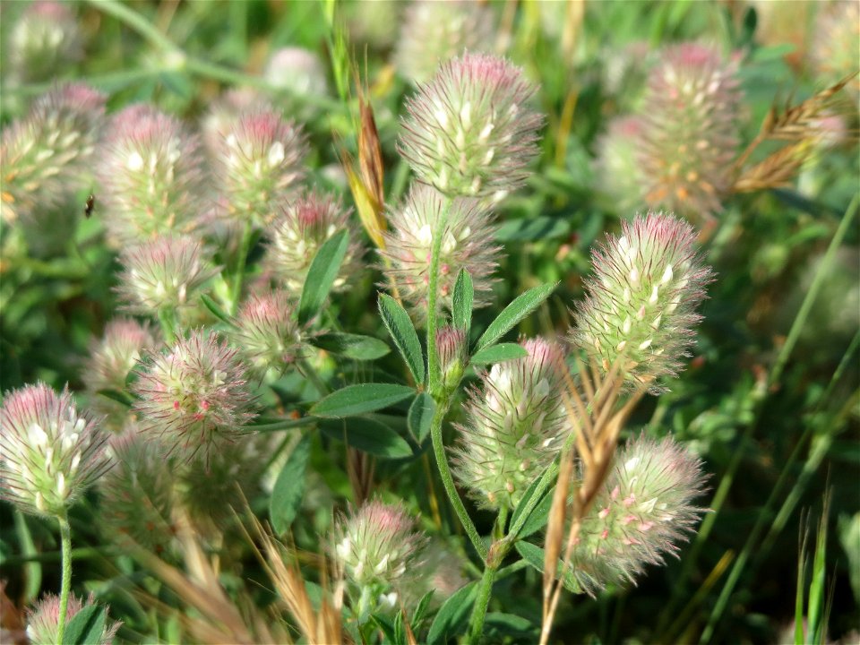 Hasen-Klee (Trifolium arvense) in Hockenheim