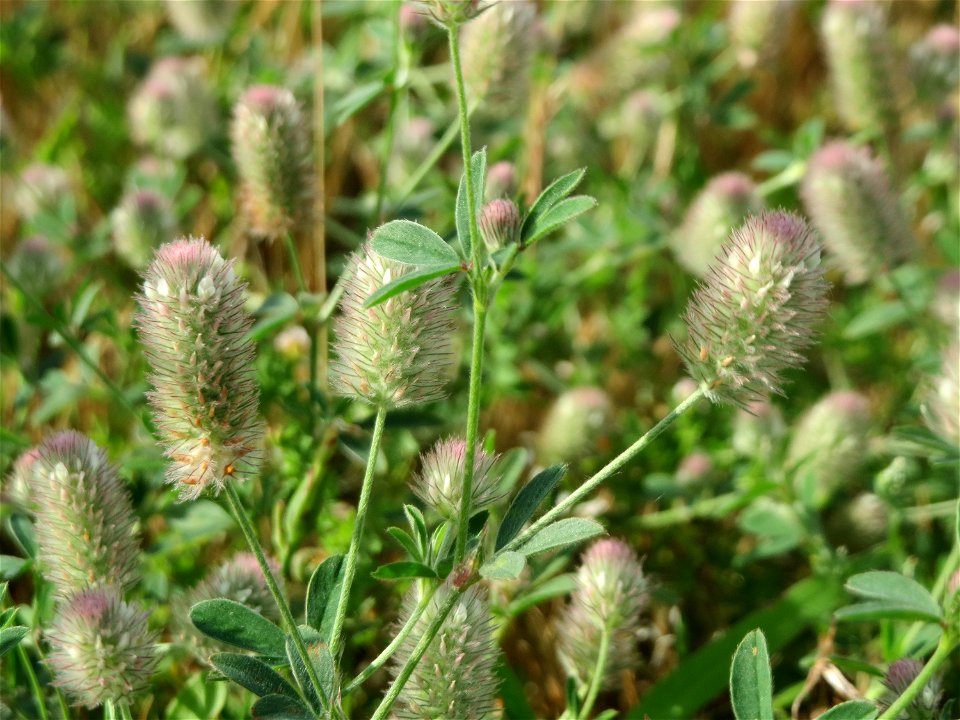 Hasen-Klee (Trifolium arvense) in Hockenheim