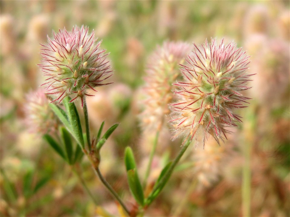 Hasen-Klee (Trifolium arvense) in Hockenheim
