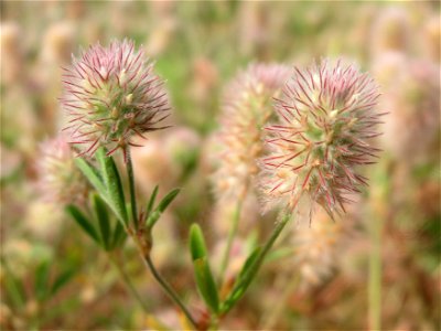 Hasen-Klee (Trifolium arvense) in Hockenheim