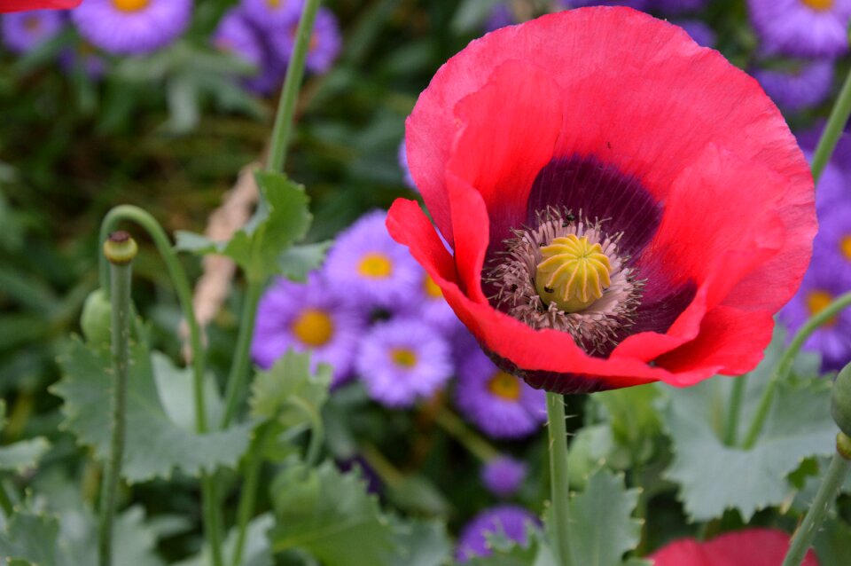 Garden summer nature photo