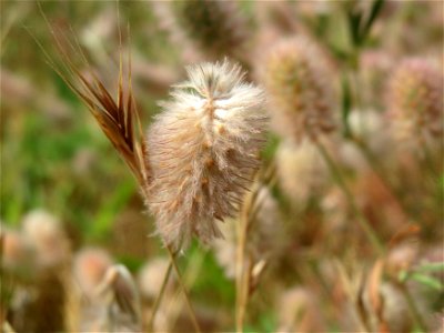 Hasen-Klee (Trifolium arvense) in Hockenheim