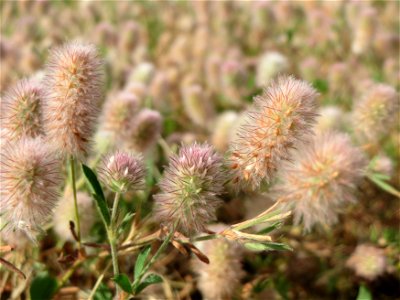 Hasen-Klee (Trifolium arvense) in Hockenheim