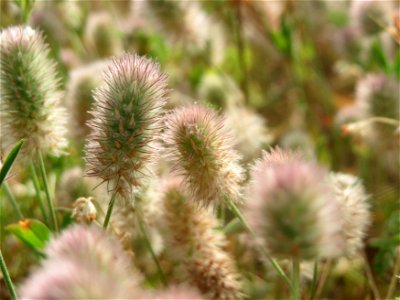 Hasen-Klee (Trifolium arvense) in Hockenheim