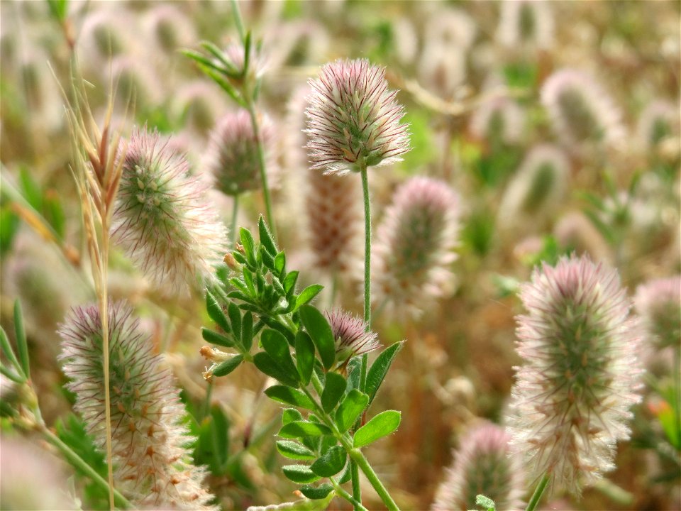 Hasen-Klee (Trifolium arvense) in Hockenheim