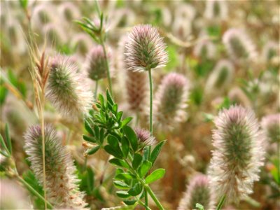Hasen-Klee (Trifolium arvense) in Hockenheim