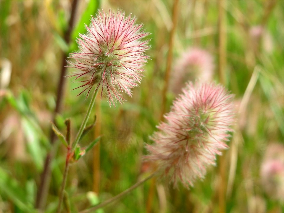 Hasen-Klee (Trifolium arvense) in Hockenheim