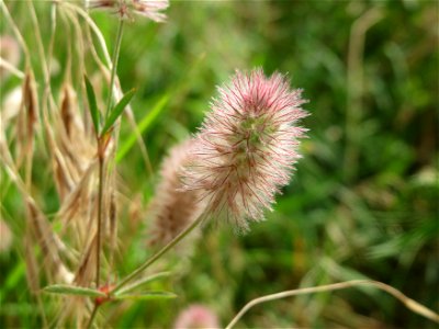 Hasen-Klee (Trifolium arvense) in Hockenheim