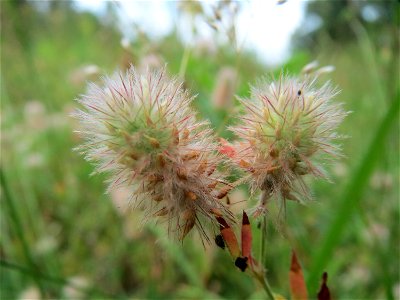 Hasen-Klee (Trifolium arvense) im Schwetzinger Hardt - an der Bahnstrecke Mannheim-Karlsruhe findet sich ein kleines Sandmagerrasen-Biotop mit typischer Binnendünen-Vegetation