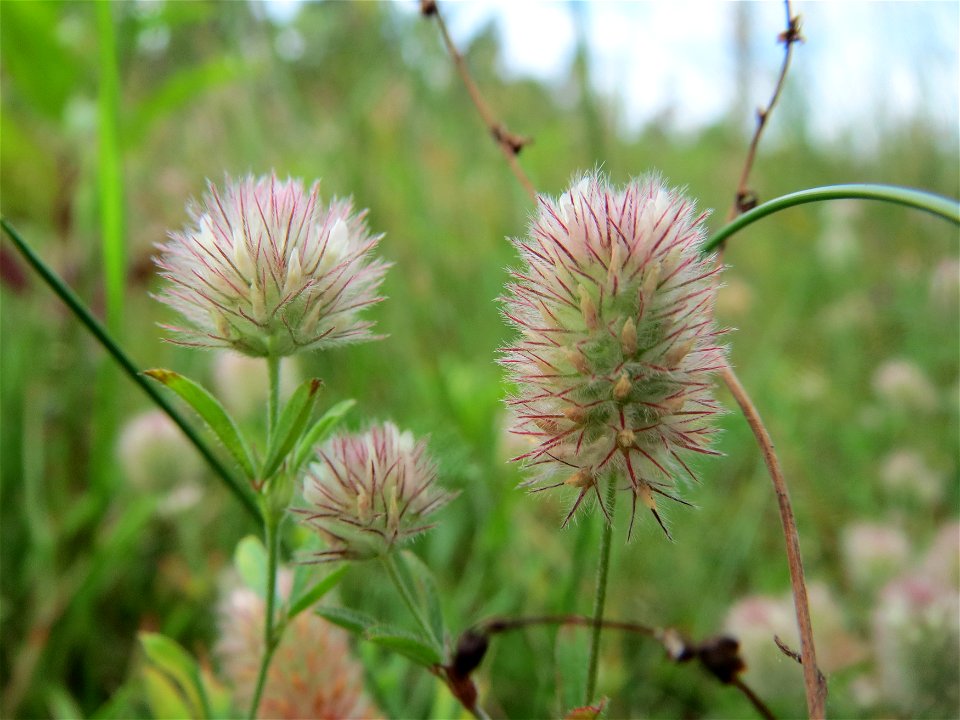 Hasen-Klee (Trifolium arvense) im Schwetzinger Hardt - an der Bahnstrecke Mannheim-Karlsruhe findet sich ein kleines Sandmagerrasen-Biotop mit typischer Binnendünen-Vegetation