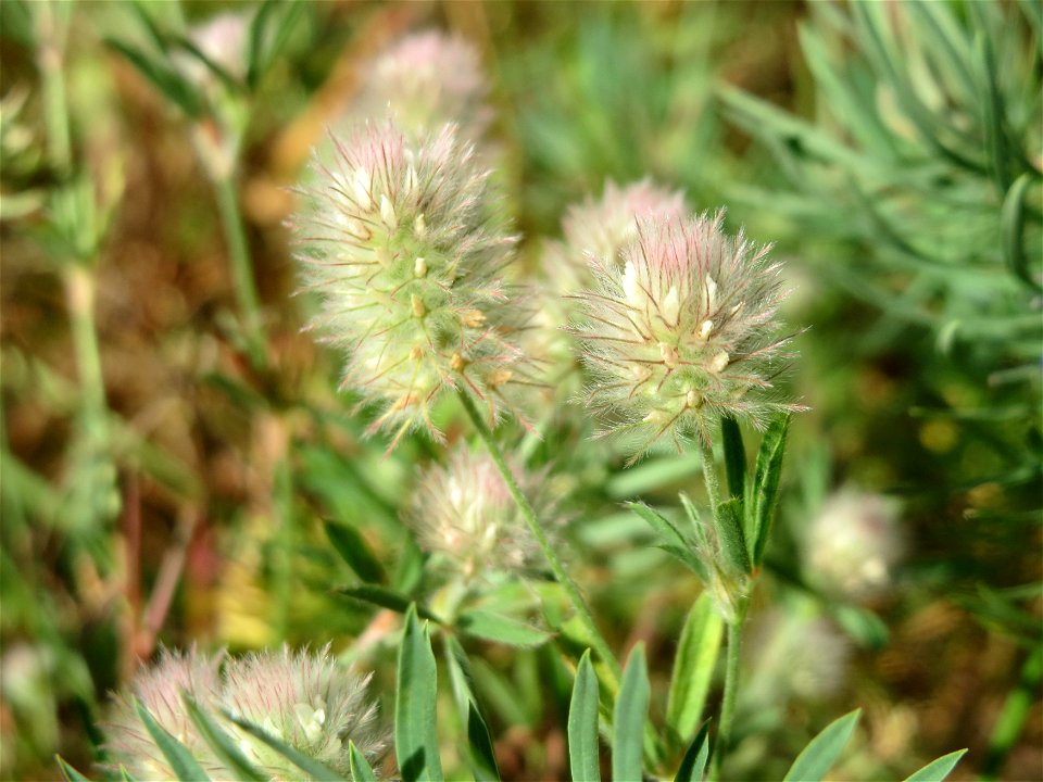 Hasen-Klee (Trifolium arvense) in Hockenheim