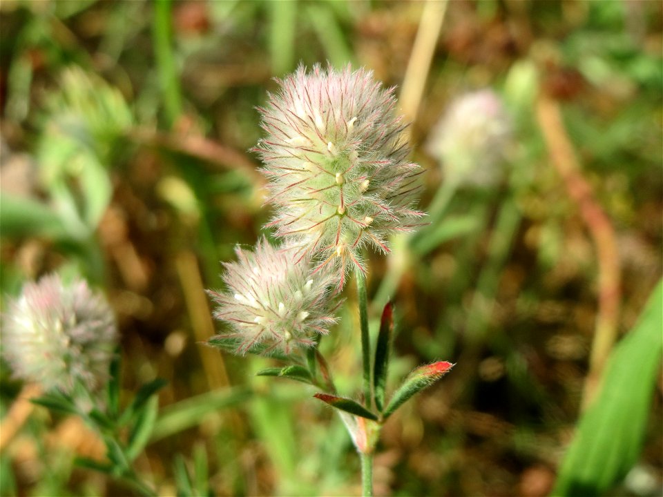 Hasen-Klee (Trifolium arvense) in Hockenheim
