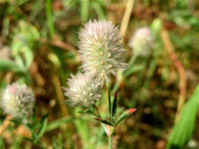 Hasen-Klee (Trifolium arvense) in Hockenheim
