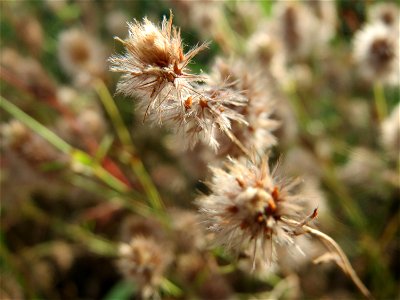 Fast verblühter Hasen-Klee (Trifolium arvense) in Hockenheim