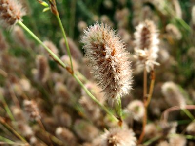 Fast verblühter Hasen-Klee (Trifolium arvense) in Hockenheim