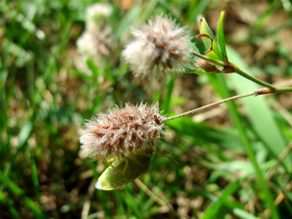 Hasen-Klee (Trifolium arvense) in Hockenheim