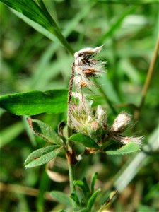 Hasen-Klee (Trifolium arvense) in Hockenheim