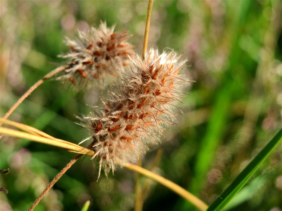 Hasen-Klee (Trifolium arvense) im Schwetzinger Hardt - an der Bahnstrecke Mannheim-Karlsruhe findet sich ein kleines Sandmagerrasen-Biotop mit typischer Binnendünen-Vegetation