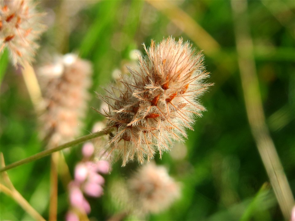 Hasen-Klee (Trifolium arvense) im Schwetzinger Hardt - an der Bahnstrecke Mannheim-Karlsruhe findet sich ein kleines Sandmagerrasen-Biotop mit typischer Binnendünen-Vegetation
