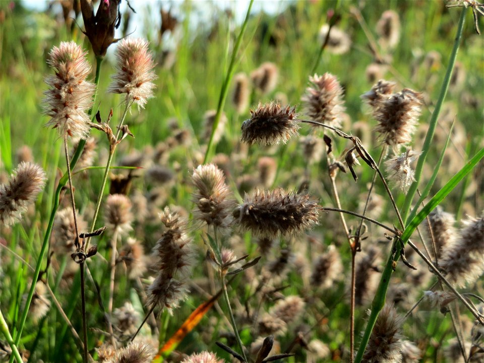 Hasen-Klee (Trifolium arvense) im Schwetzinger Hardt - an der Bahnstrecke Mannheim-Karlsruhe findet sich ein kleines Sandmagerrasen-Biotop mit typischer Binnendünen-Vegetation
