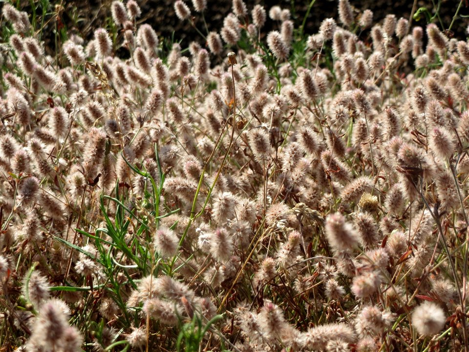 Hasen-Klee (Trifolium arvense) bei Reilingen