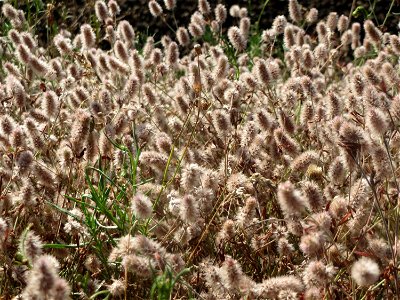 Hasen-Klee (Trifolium arvense) bei Reilingen