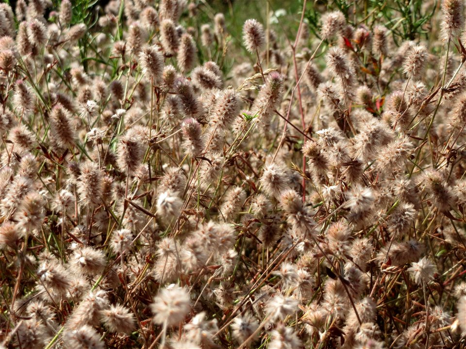 Hasen-Klee (Trifolium arvense) bei Reilingen