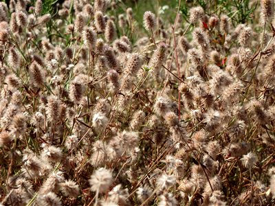Hasen-Klee (Trifolium arvense) bei Reilingen