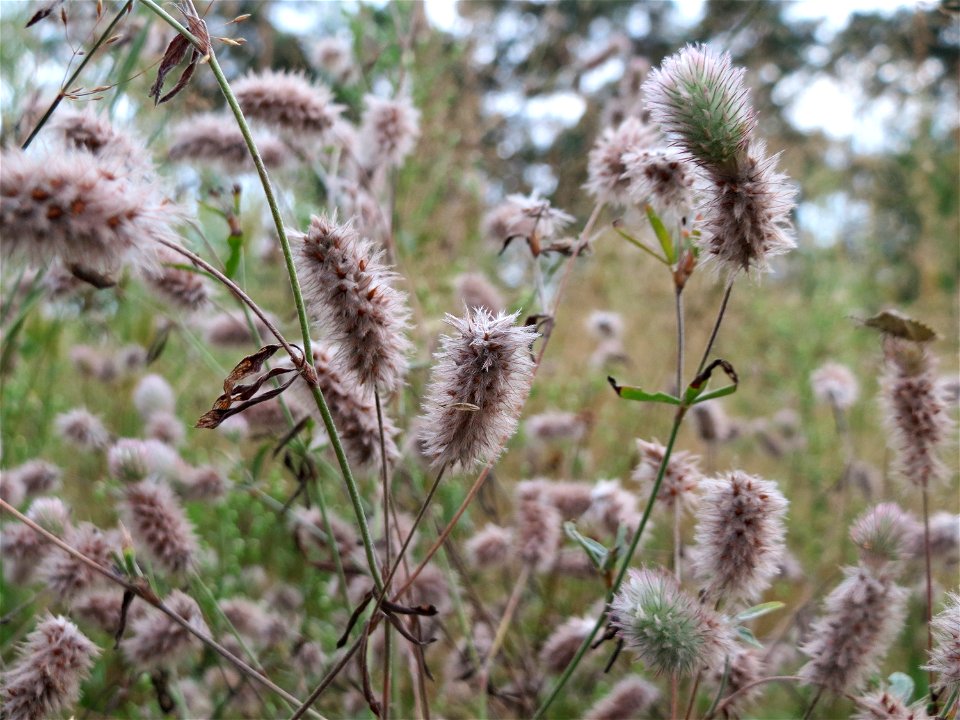 Hasen-Klee (Trifolium arvense) im Schwetzinger Hardt