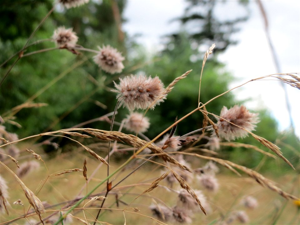 Hasen-Klee (Trifolium arvense) im Schwetzinger Hardt